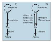 1. Irudia: A) Genetikaren dogma nagusia esplikatzen duen eskema. B) Erretrobirusak aurkitu izanaren ondorioz, dogma nagusia berrikustea.<br>